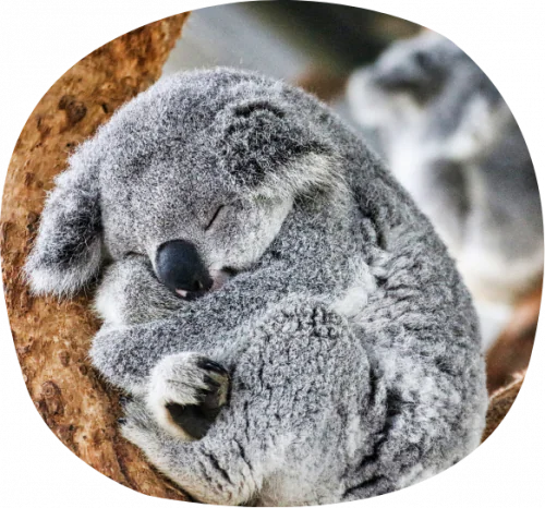 petair tiertransport zootiere koala
