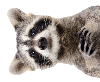 Petair Waschbär Petair Waschbär