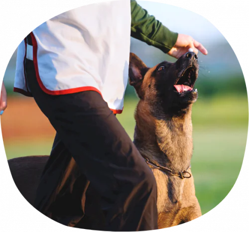 petair tiertransport gewerblich hundesport schaeferhund