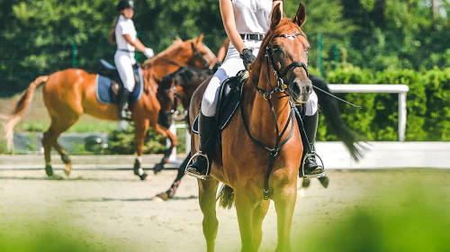 petair tiertransport gewerblich pferdesport