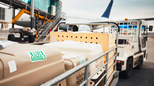 petair tiertransport leistungen transportbox liveanimal aufkleber
