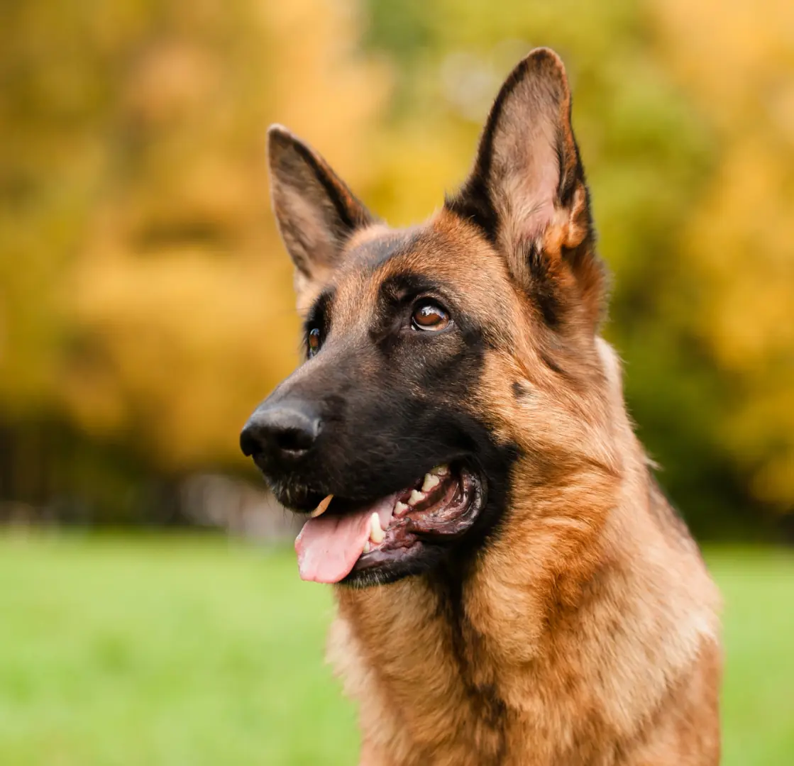 petair tiertransport header gewerblich schaeferhund