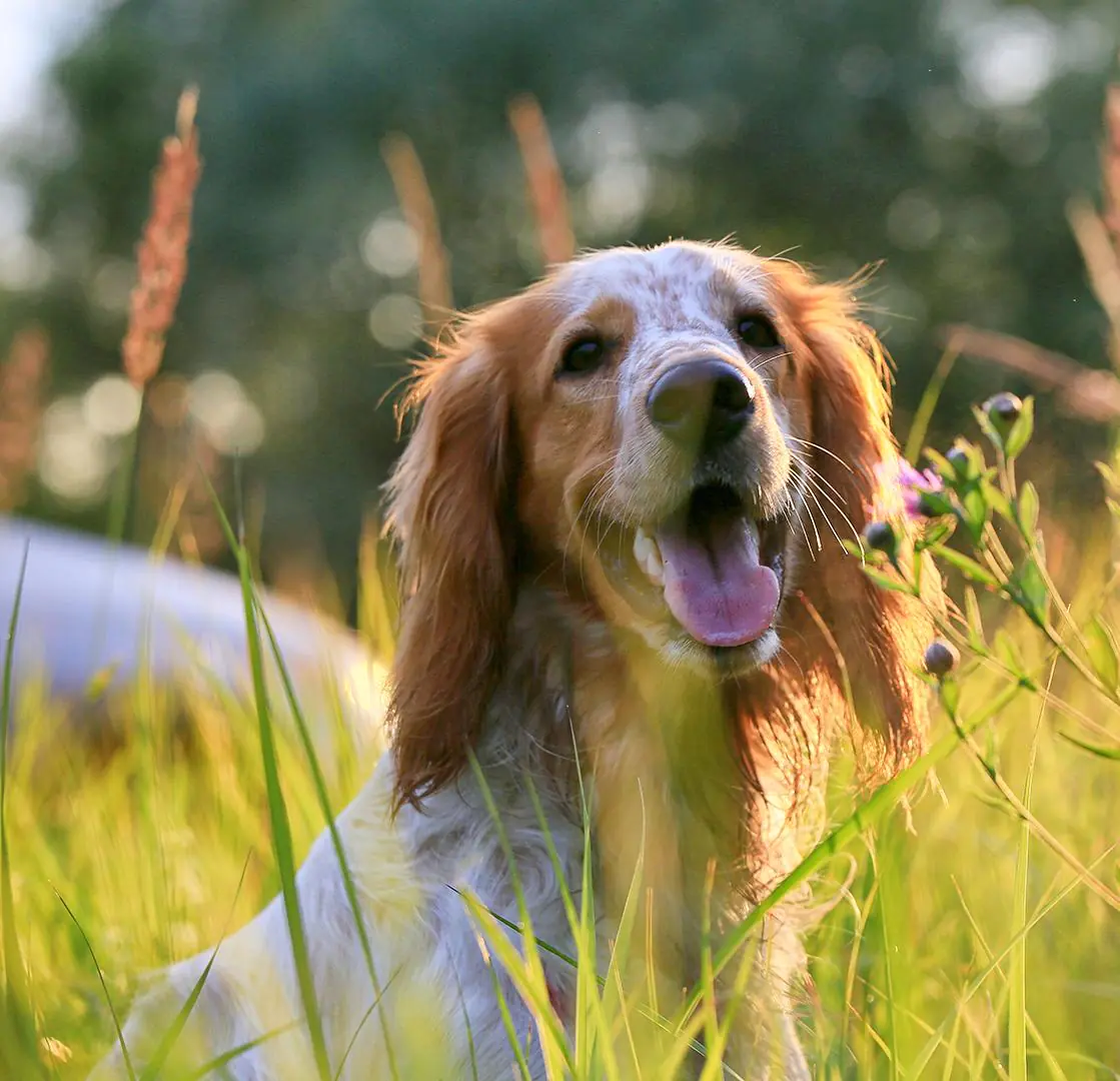 petair tiertransport header hund wiese 1