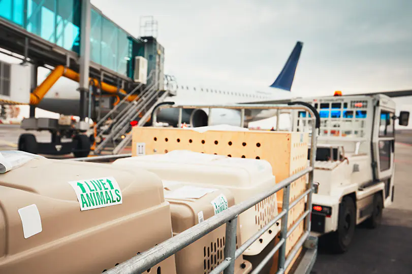 petair tiertransport kundenstimmen usa flugzeug