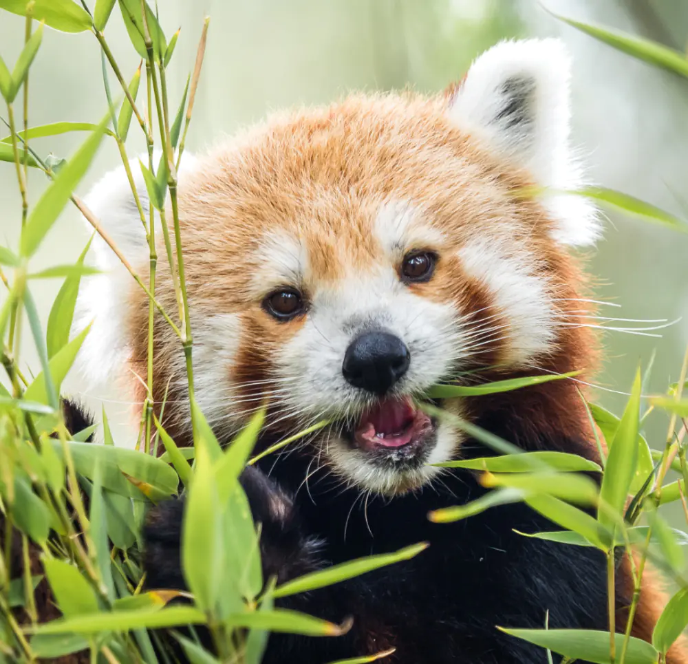 petair tiertransport header leistungsuebersicht quokk roter panda