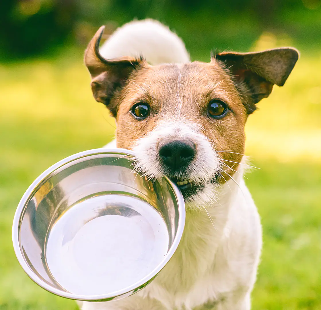 petair tiertransport header hunde