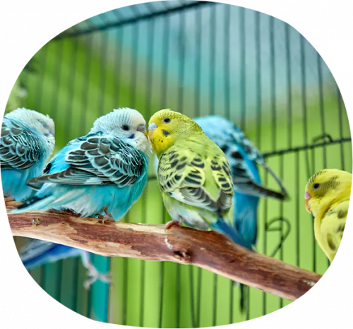 petair tiertransport privat wellensittische petair tiertransport privat wellensittische