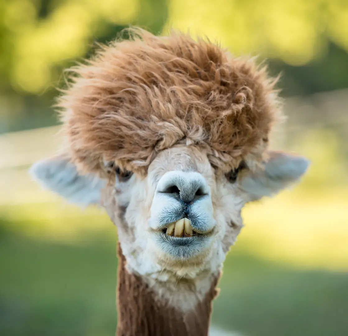 petair tiertransport privat