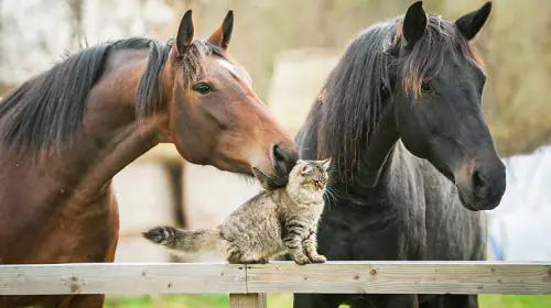 petair tiertransport privat pferde katzen petair tiertransport privat pferde katzen