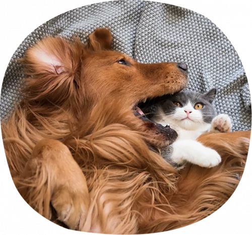 petair tiertransport haustiertransport katze hund petair tiertransport haustiertransport katze hund