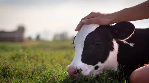 petair tiertransport zuchttiere kuh