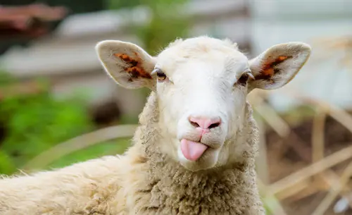 petair tiertransport zuchttiere schaf 