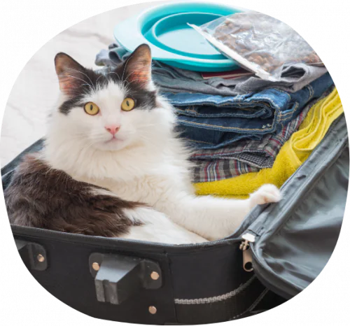 petair tiertransport katzen reisekoffer petair tiertransport katzen reisekoffer