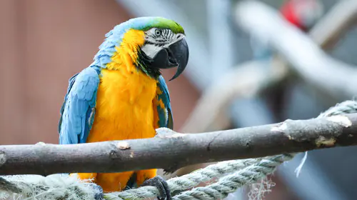 petair tiertransport voegel papagei petair tiertransport voegel papagei