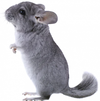 petair tiertransport kleintiere chinchilla petair tiertransport kleintiere chinchilla