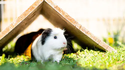 petair tiertransport kleintiere meerschweinchen petair tiertransport kleintiere meerschweinchen