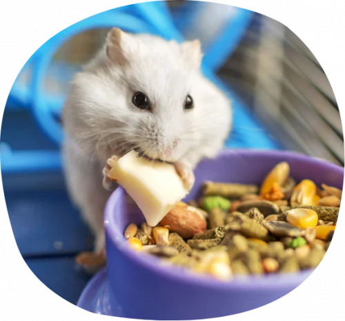 petair tiertransport kleintiere hamster futter petair tiertransport kleintiere hamster futter