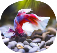 petair tiertransport fische kampffisch petair tiertransport fische kampffisch