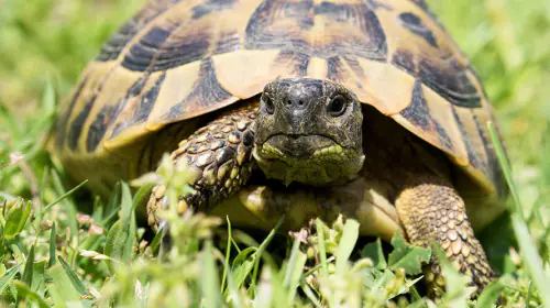 petair tiertransport reptilien landschildkroete petair tiertransport reptilien landschildkroete