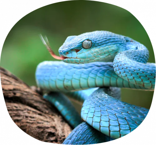 petair tiertransport reptilien schlange petair tiertransport reptilien schlange