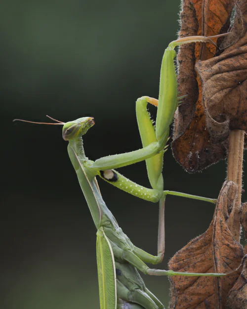 petair tiertransport Insekten Gottesanbeterin