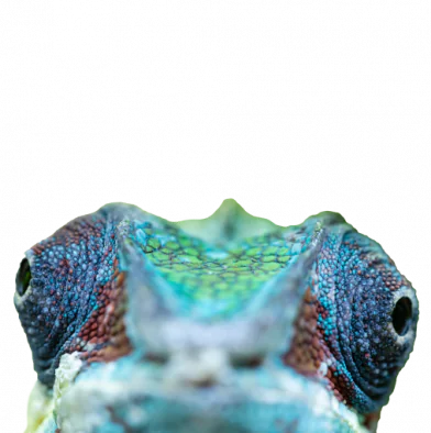 petair tiertransport reptilien chamaleon petair tiertransport reptilien chamaleon