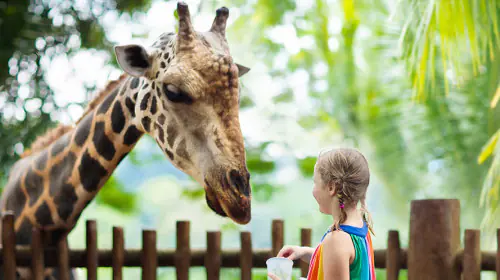 petair tiertransport zootiere giraffe petair tiertransport zootiere giraffe