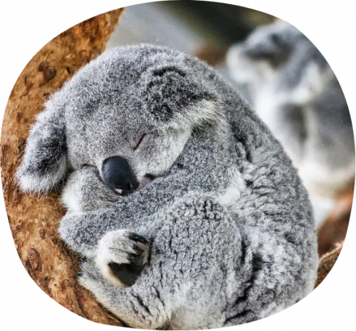 petair tiertransport zootiere koala petair tiertransport zootiere koala